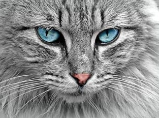 Maladies des yeux du chat